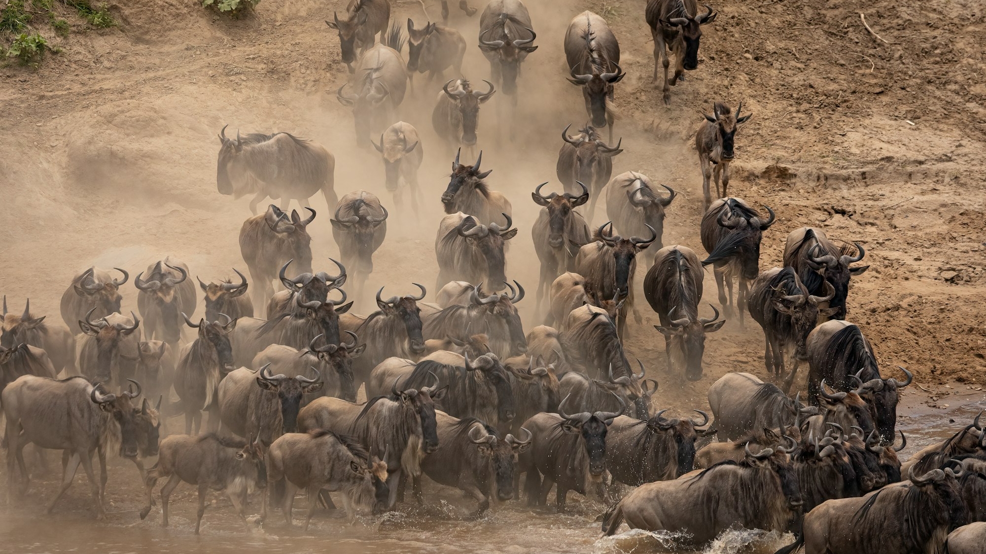 The Great Migration in Africa
