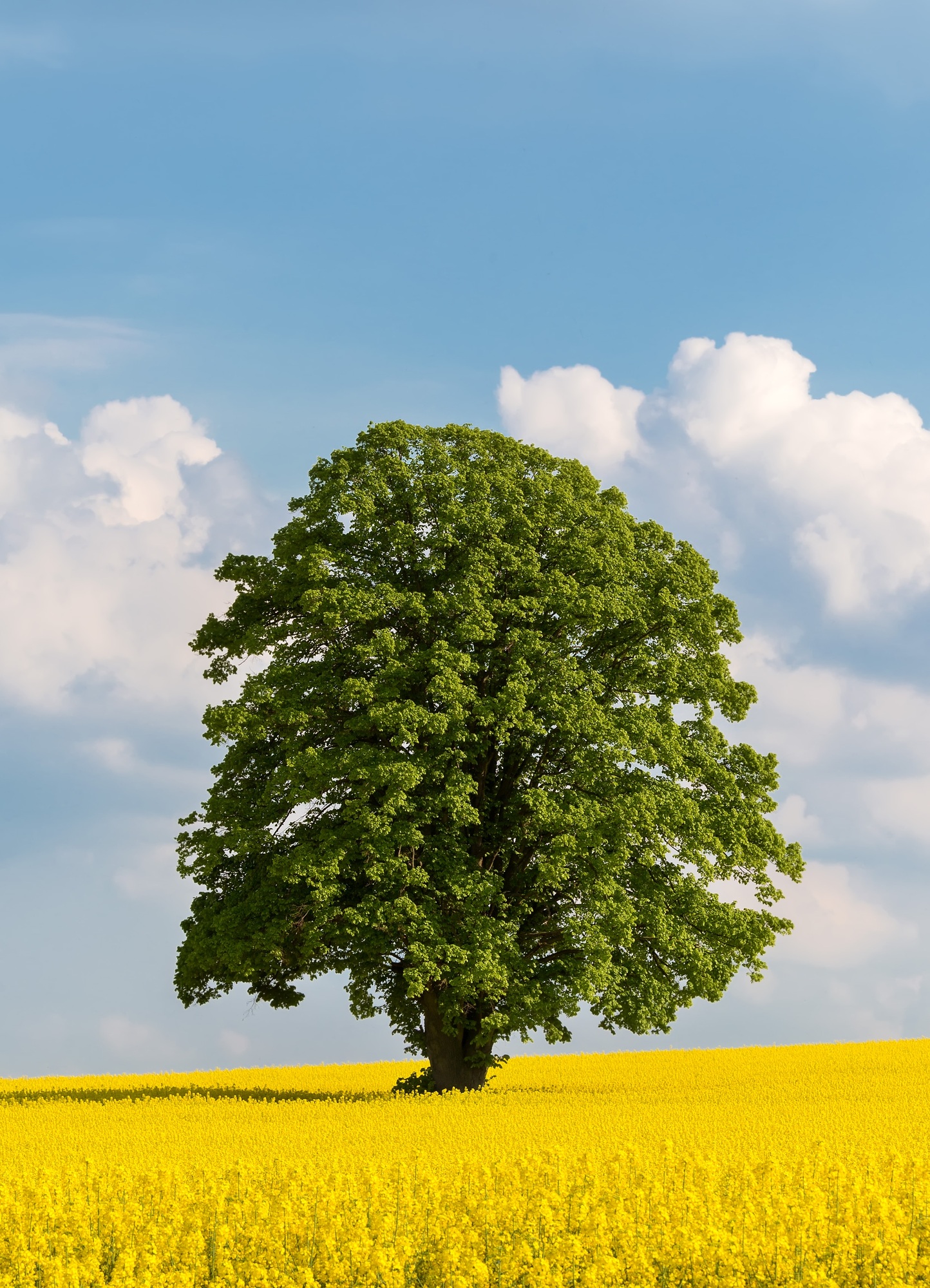 Solitary Tree